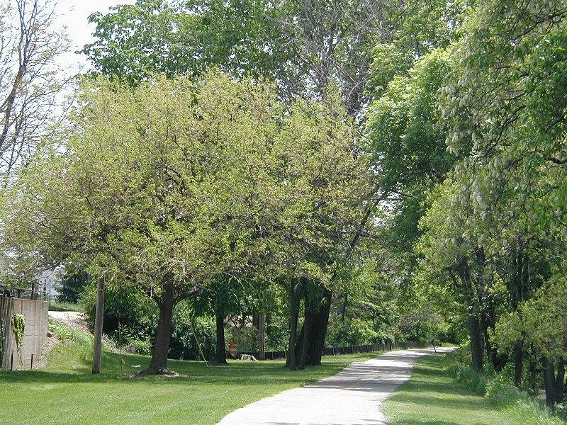 The Lansing River Trail just south of the Kalamazoo Street Bridge in Lansing, a paved path under trees